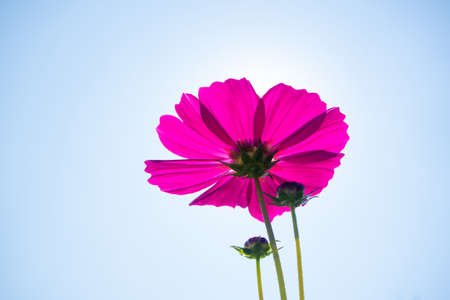 cosmos flower (Cosmos Bipinnatus) in the gardenの写真素材