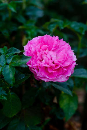 Close up view of a beautiful pink roseの写真素材