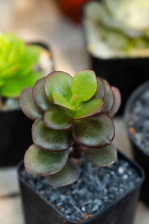Crassula ovata (Jade Plant,Money Plant) succulent plant close upの写真素材