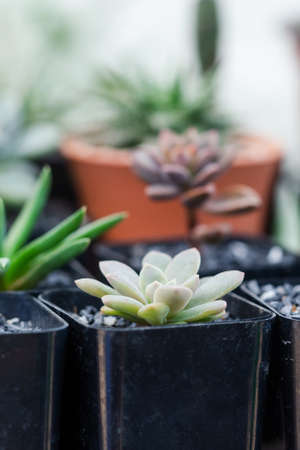 Close up image of Echeveria Elegans Mexican Snowball Succulentsの写真素材