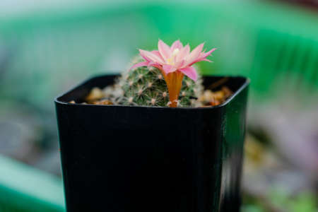 Close up flower of Mammillaria cactus in garden.の写真素材