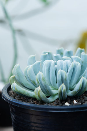Close up image of Echeveria Topsy Turvy cactus