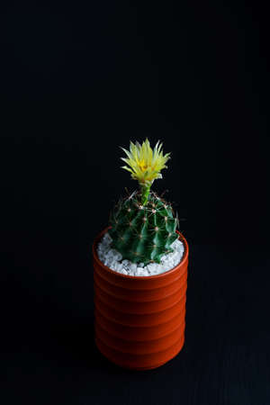 Close up yellow flower of Hamatocactus cactus in ceramic potの写真素材