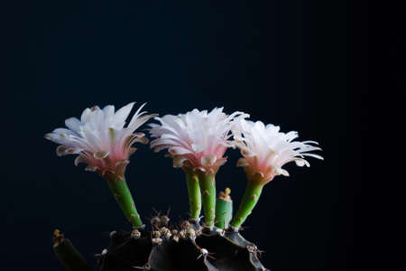 Close up pink flower of Gymnocalycium mihanovichii cactus.の写真素材
