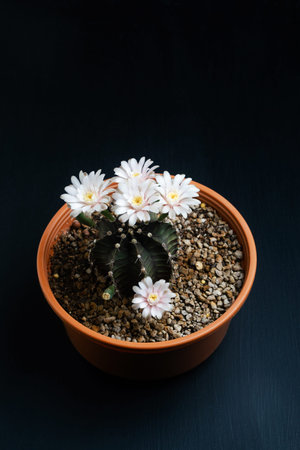 Close up pink flower of Gymnocalycium mihanovichii cactus.