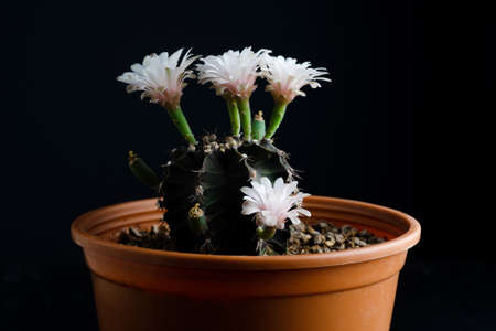 Close up pink flower of Gymnocalycium mihanovichii cactus.の写真素材