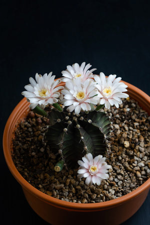 Close up pink flower of Gymnocalycium mihanovichii cactus.