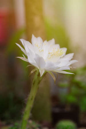 Beautiful  white color of Echinopsis calochiroa cactus flower in cactus garden.の写真素材