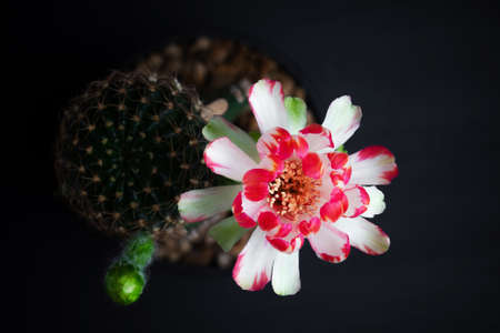 Beautiful blooming Lobivia cactus flower on black backgroundの写真素材