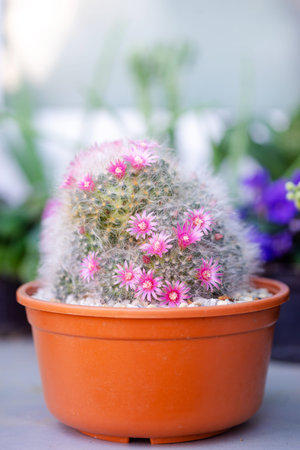 beautiful pink flower Mammillaria (M.bocasana Poseig) in potの写真素材