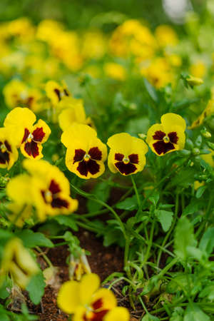 Field of colorful Pansy Flowers in Springの写真素材