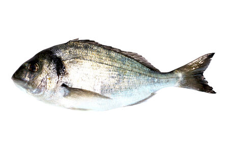 Sea Bream Fishの写真素材
