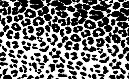 Leopard Printの写真素材