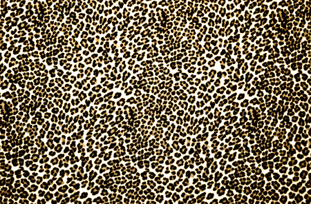 Leopard Printの写真素材