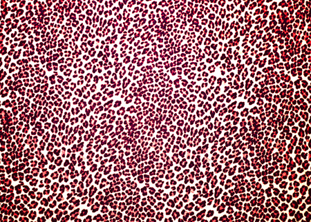 Leopard Printの写真素材