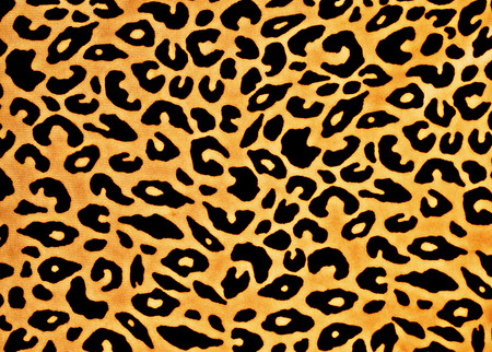 Leopard Printの写真素材