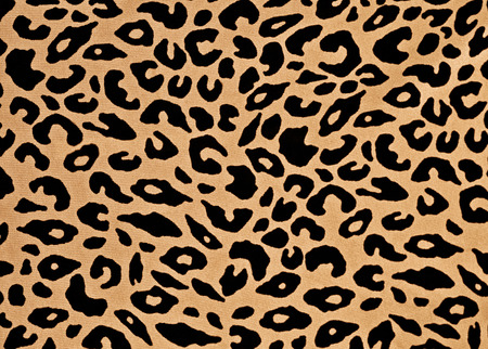 Leopard Backgroundの写真素材