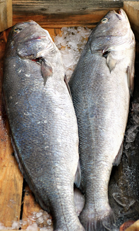 Fresh Fishesの写真素材