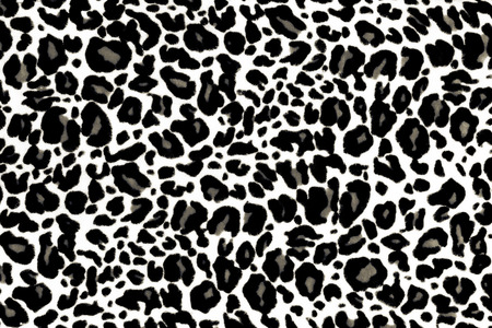 Leopard Printの写真素材