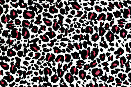 Leopard Backgroundの写真素材