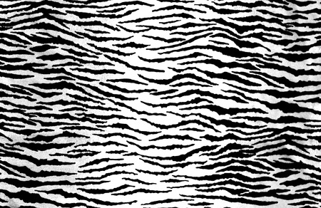Zebra Printの写真素材