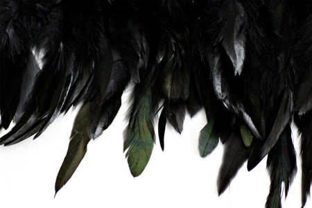 Feather Backgroundの写真素材