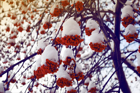 Rowan bunches of snow on the branches and berries