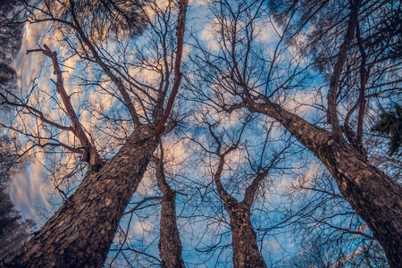 Winter snowy trees in the blue sky with clouds, Bottom view on a frosty sunny dayの写真素材