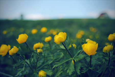 Trollius blooming yellow flowers on a green background in spring