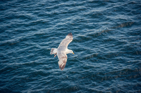 seagulls in flight against the background of deep blue sea wavesの写真素材