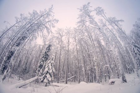 Winter snowy tall trees in the forest, fish eye distortion,Winter snowy tall trees in the forest, when the snow would fall, fish eye distortion, drifts, a lot of snowの写真素材