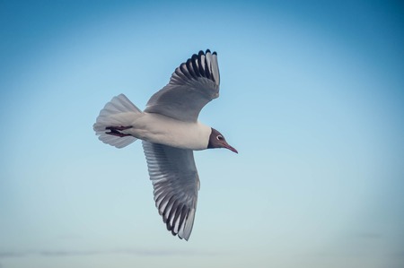 seagulls in flight against a clean blue sky, in one row exactlyの写真素材