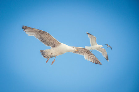 three seagulls in flight against a clean blue sky, in one row exactly