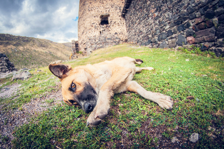 playful dog lying around and rolling on the grassの写真素材
