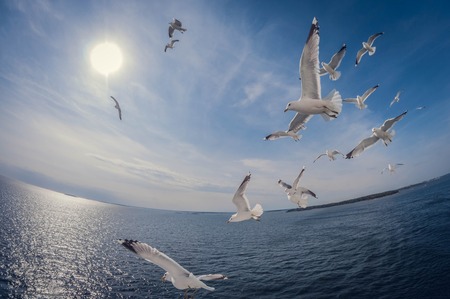 flock of seagulls flying over the sea with a background of blue sky and sun, fisheye distortionの写真素材