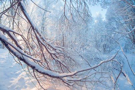 beautiful winter landscape, snowy forest on a sunny day, when snow falls, fisheye distortion, tall snowy trees with a blue skyの写真素材
