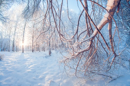 beautiful winter landscape, snowy forest on a sunny day, when snow falls, fisheye distortion, tall snowy trees with a blue skyの写真素材