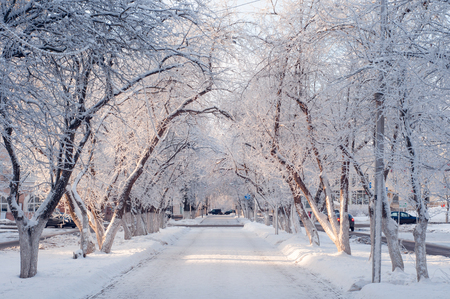 beautiful winter city alley on a sunny frosty day, trees in the snowの写真素材