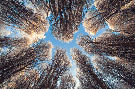 Background mysterious winter snow trees in the blue sky with clouds, view from below on a frosty sunny dayの写真素材