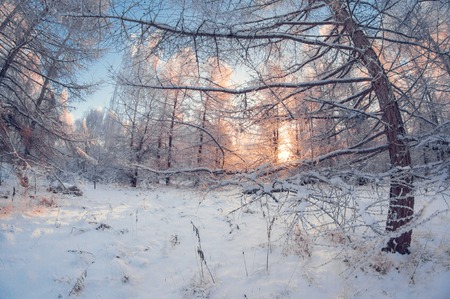 beautiful winter landscape, snowy forest on a sunny day, when snow falls, fisheye distortion, tall snowy trees with a blue skyの写真素材