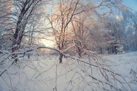beautiful winter landscape, snowy forest on a sunny day, when snow falls, fisheye distortion, tall snowy trees with a blue skyの写真素材