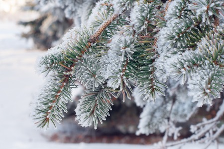 frost-covered branches of spruce close-up, new year tree in winterの写真素材