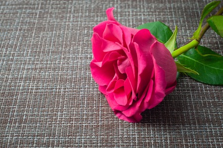one rose lying on a gray textile background close-upの写真素材