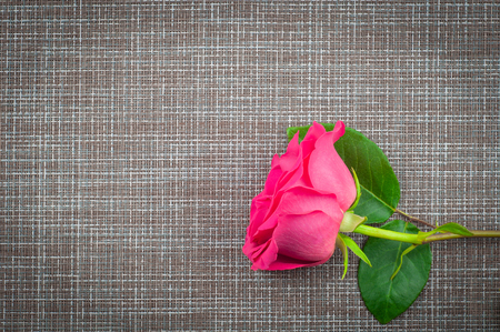 one rose lying on a gray textile background close-up, top viewの写真素材
