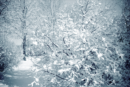 Snowy trees in a city park on a sunny light day, white background.の写真素材