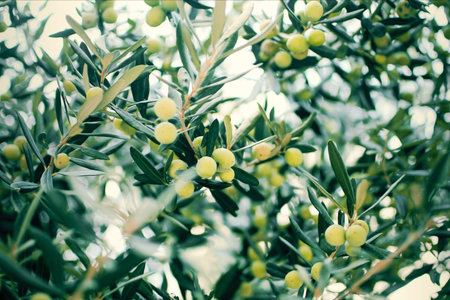 background of fresh green olives on on a tree, closeup with blur