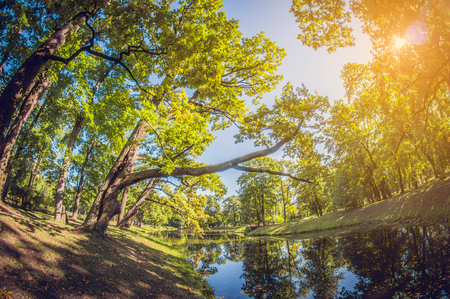 Large green oak in the sunlight. Grove in a city park with a pond. distortion perspective fisheye lens viewの写真素材
