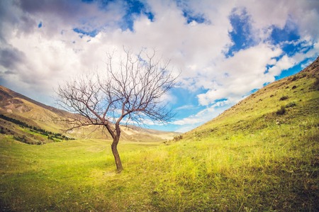 Lonely dry tree on alpine meadow with mountains, Georgiaの写真素材