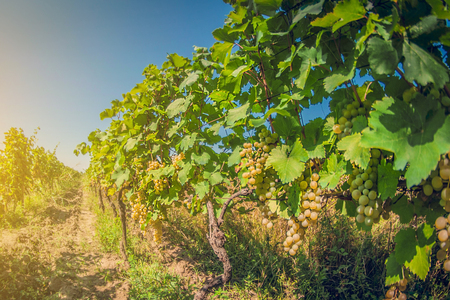 Vineyards of the wine region of Georgia - Kakhetiの写真素材