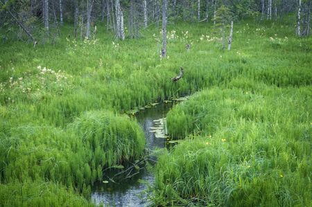 the overgrown little river in forest in summer at sunsetの写真素材
